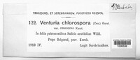 Venturia chlorospora image